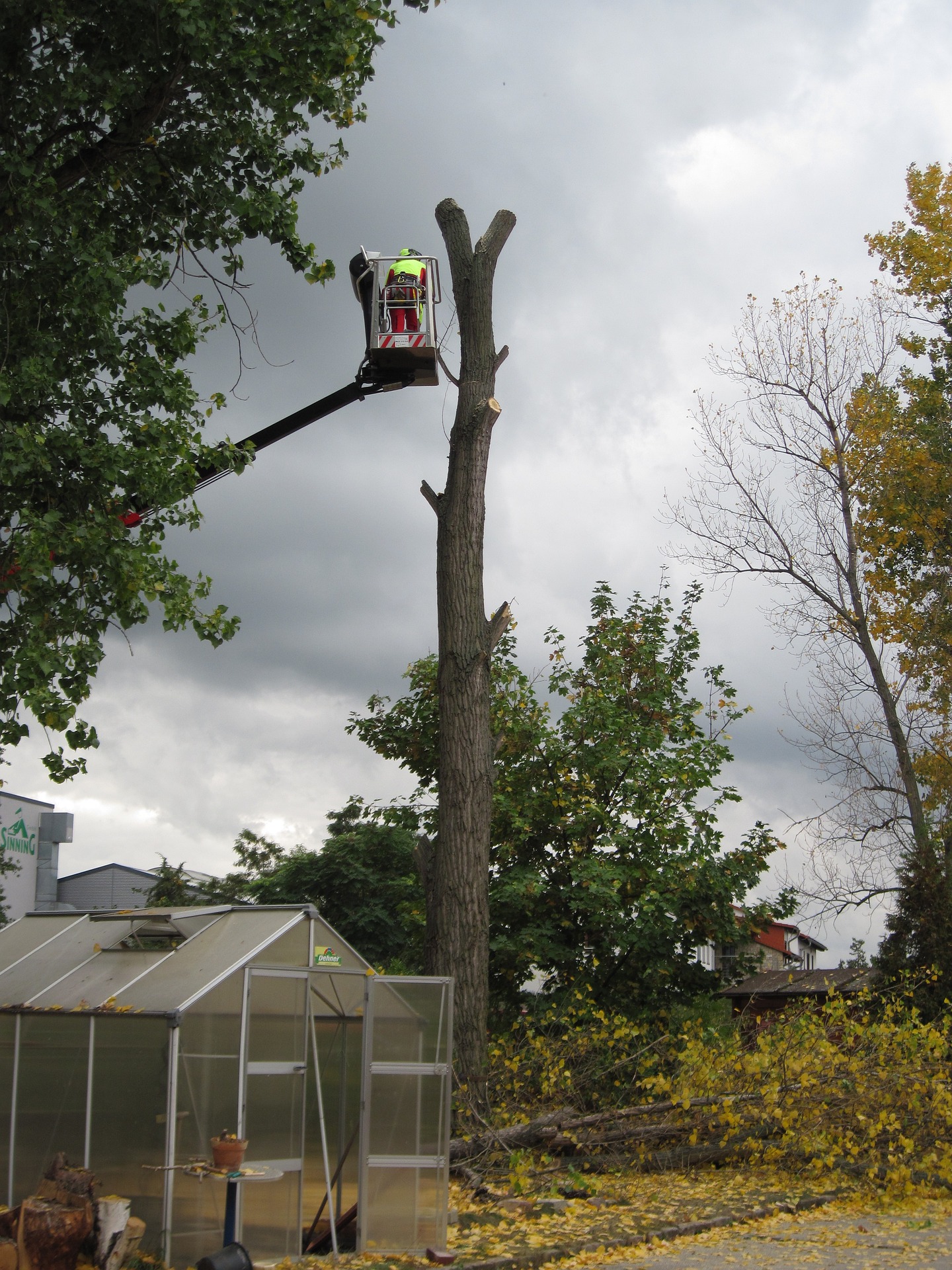 Baumpflege-Baumfaellung.jpg